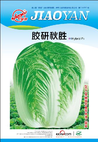胶研秋胜——秋播白菜